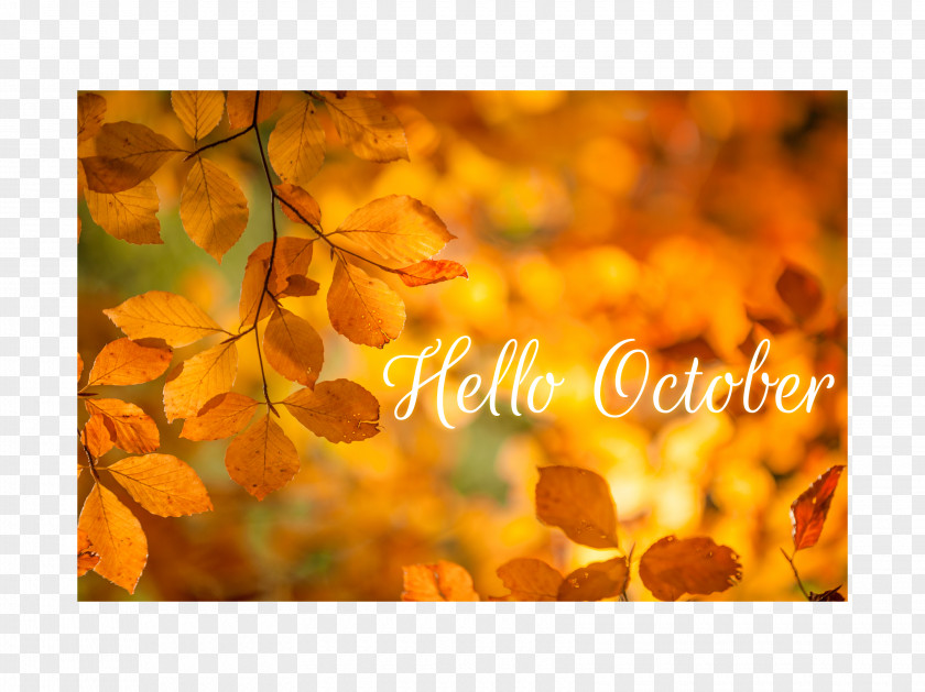 Hello September European Beech Leaf Broad-leaved Tree Autumn Text PNG