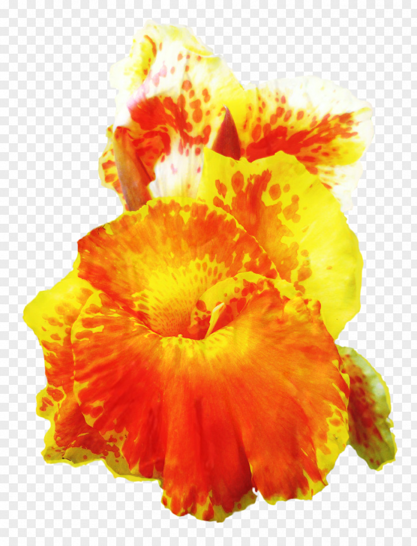 Plant Yellow Orange Flower PNG