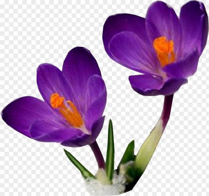 Crocus Candlemas Day Kryvyi Rih Institute Of Economics Temple In Jerusalem Christianity PNG