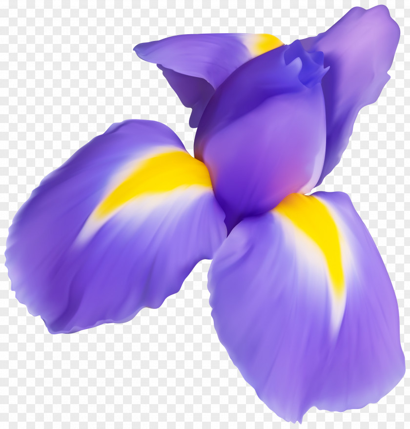 Crocus Flowering Plant Petal Purple Violet Flower PNG
