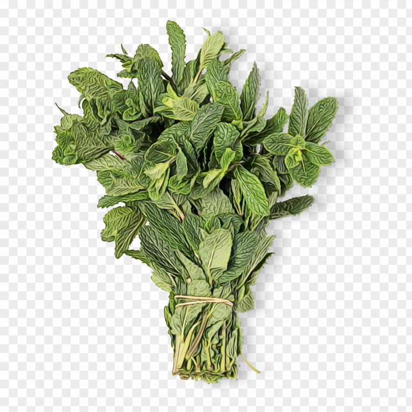 Leaf Vegetable Flower Mint PNG