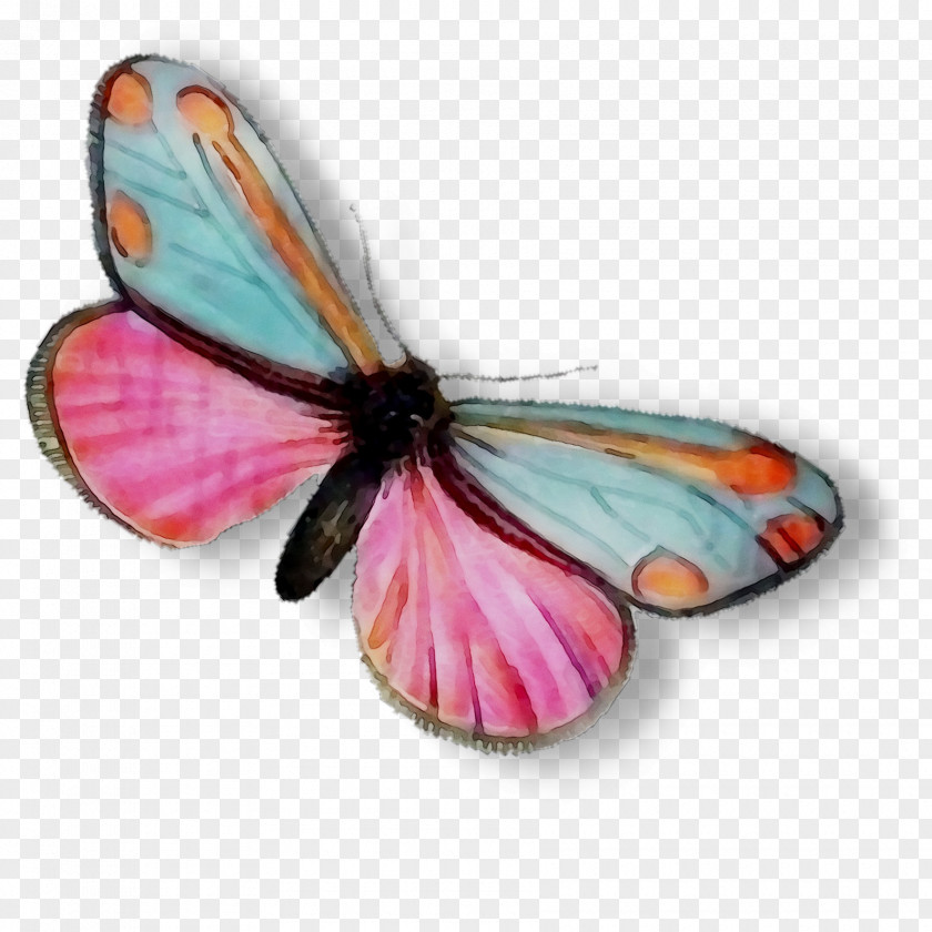 Monarch Butterfly Brush-footed Butterflies Pieridae Tiger Milkweed PNG