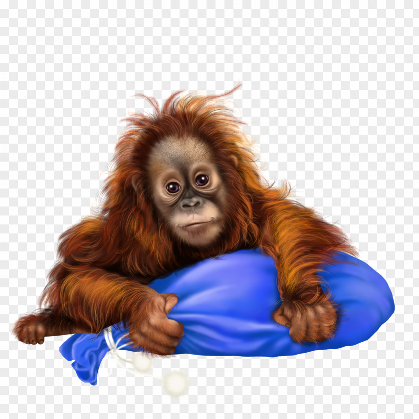 Orangutan Monkey Photography Clip Art PNG