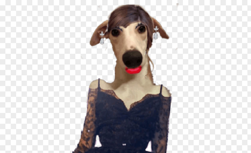 17 Italian Greyhound Saluki Whippet Sloughi PNG