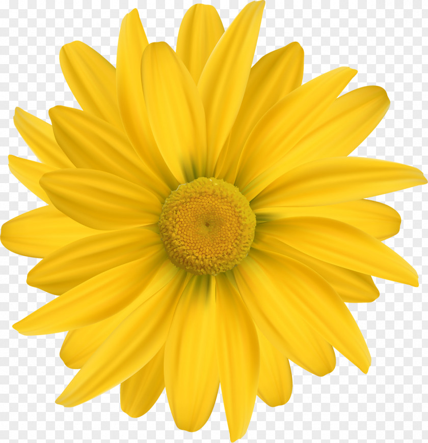 Camomile Common Daisy Yellow Sunflower Cut Flowers PNG