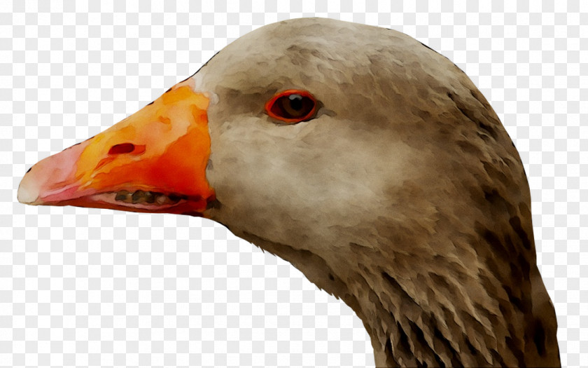 Goose Duck Fauna Neck Beak PNG