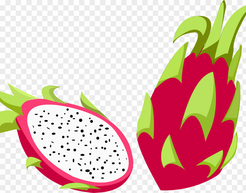 Pitaya Rouge Fruit Illustration Drawing Vector Graphics PNG