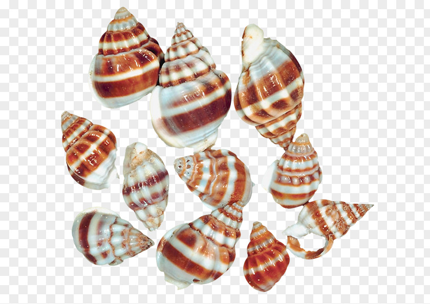 Transparent Sea Snail Shells Clipart Seashell Clip Art PNG