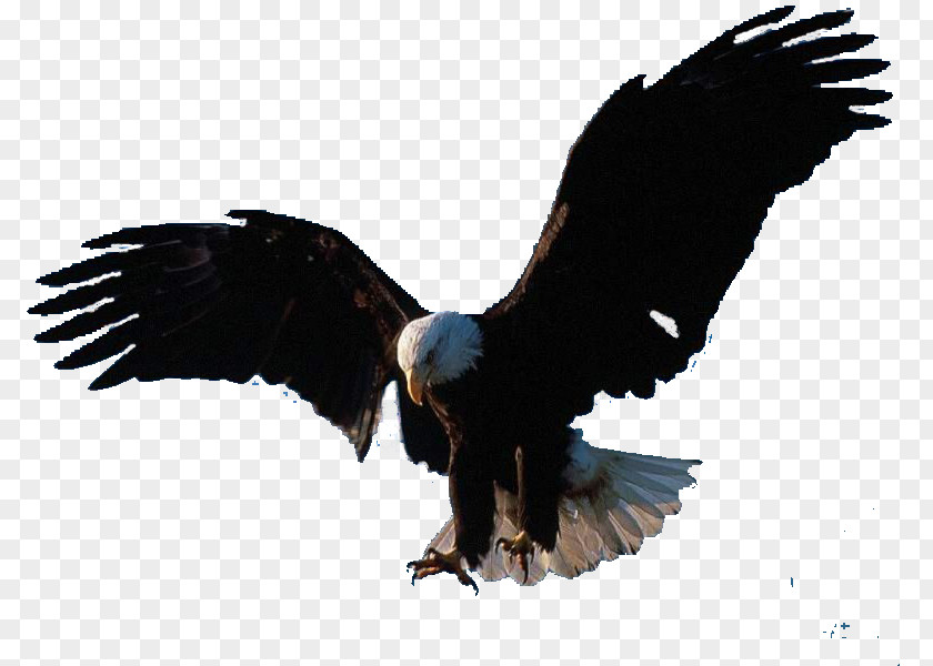Bird Flight Eagle Clip Art PNG