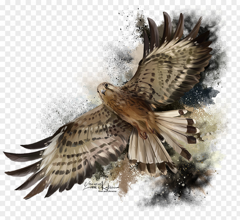 Falcon Flight Stock Photography Royalty-free Vector Graphics PNG