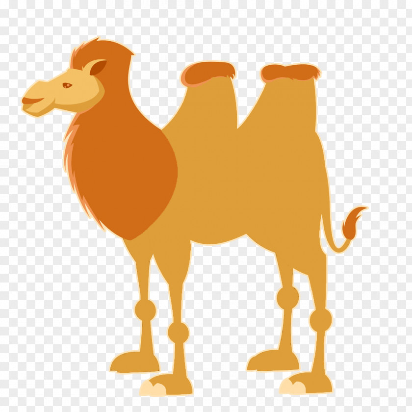 Flat Cartoon Camel Bactrian Dromedary Illustration PNG
