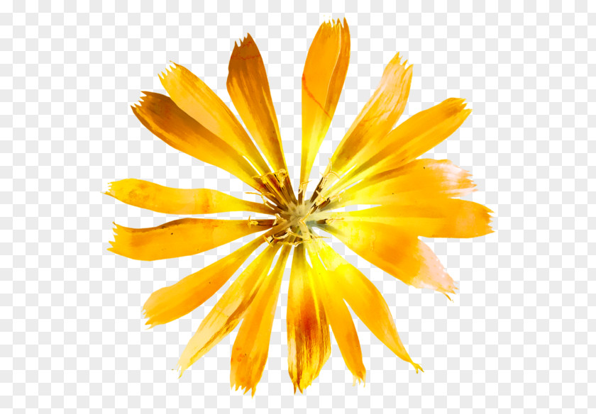 Flower Watercolor: Flowers Yellow Watercolor Painting PNG