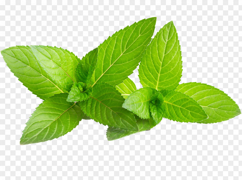 Leaf Mojito Water Mint Mentha Spicata Green PNG