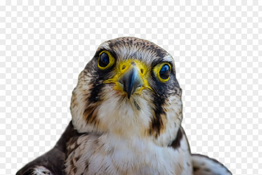 Owls Hawk Beak Close-up PNG