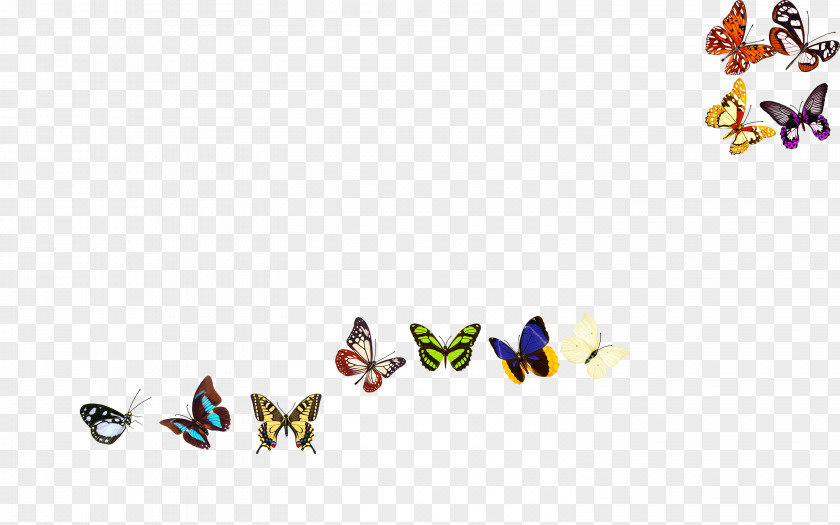 Butterfly,Creative Butterfly PNG