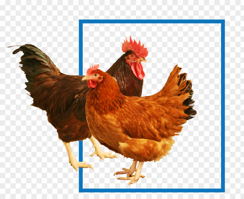 Chicken Fillet New Hampshire Rhode Island Red Sussex Cochin Plymouth Rock PNG