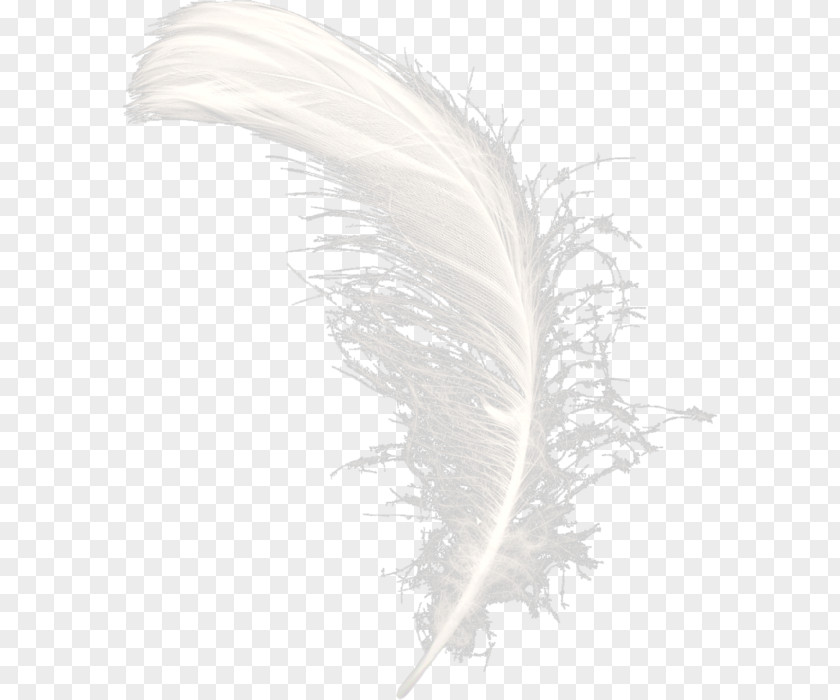 Feather Clip Art Advertising Russia PNG