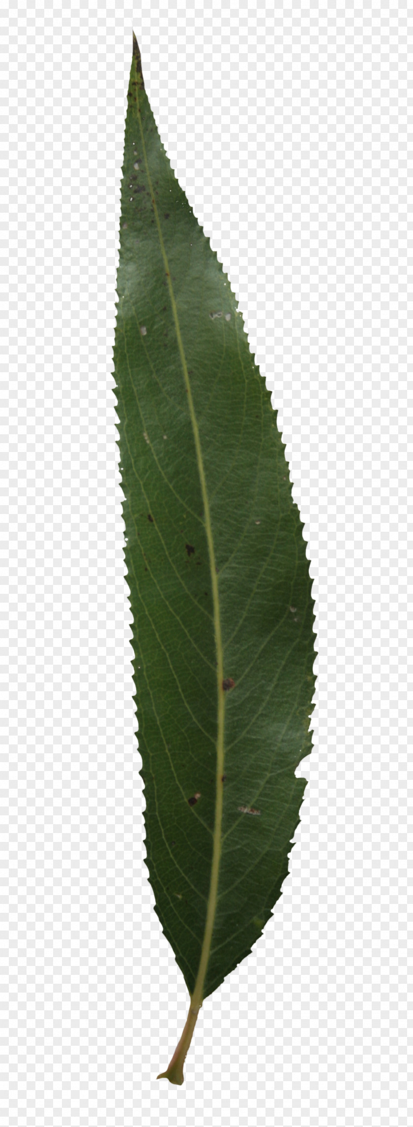 Leaf Texture Plant Stem PNG