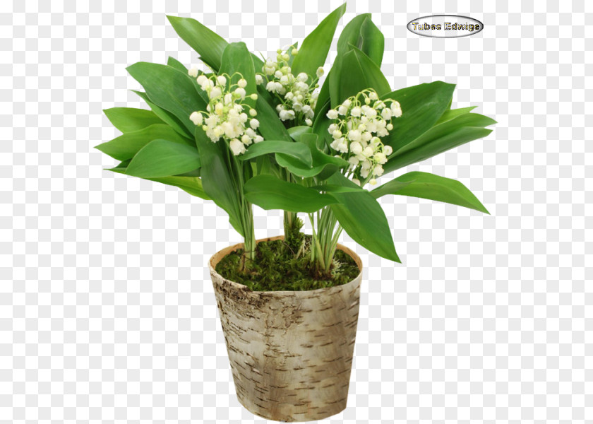 Lily Of The Valley Cut Flowers Florist BeBloom.com (Orleans) Floristry PNG