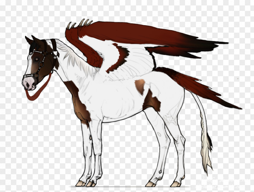 Mustang Foal Mare Stallion Rein PNG