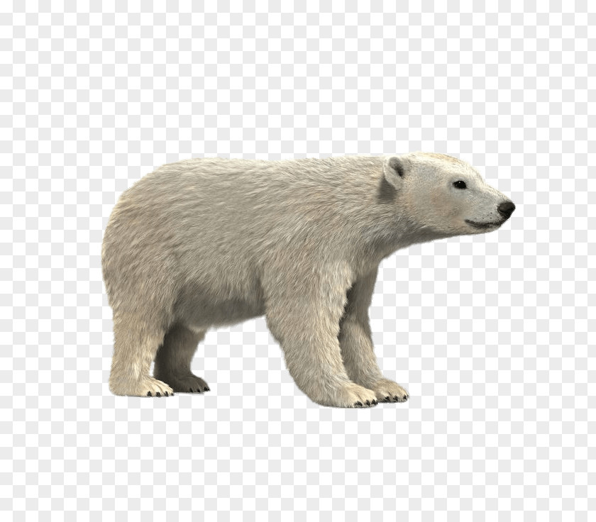Polar Bear Brown 3D Modeling Giant Panda Arctic PNG
