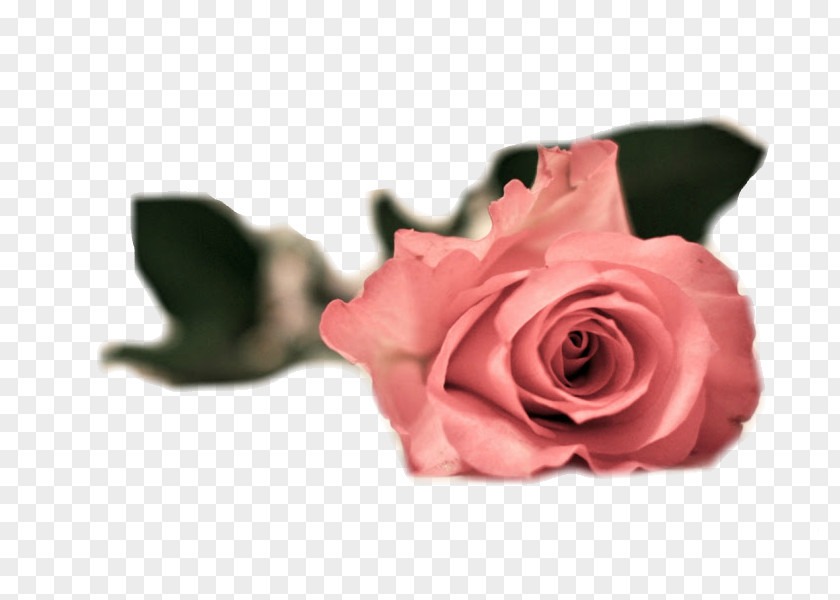 Rose Garden Roses Pink Flowers 1080p High-definition Television PNG