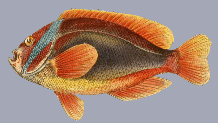 Anemone Bony Fishes Animal Marine Biology Cushion PNG