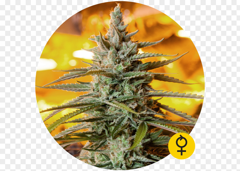 Light Bulldog Autoflowering Cannabis Northern Lights Seed Marijuana Ruderalis PNG