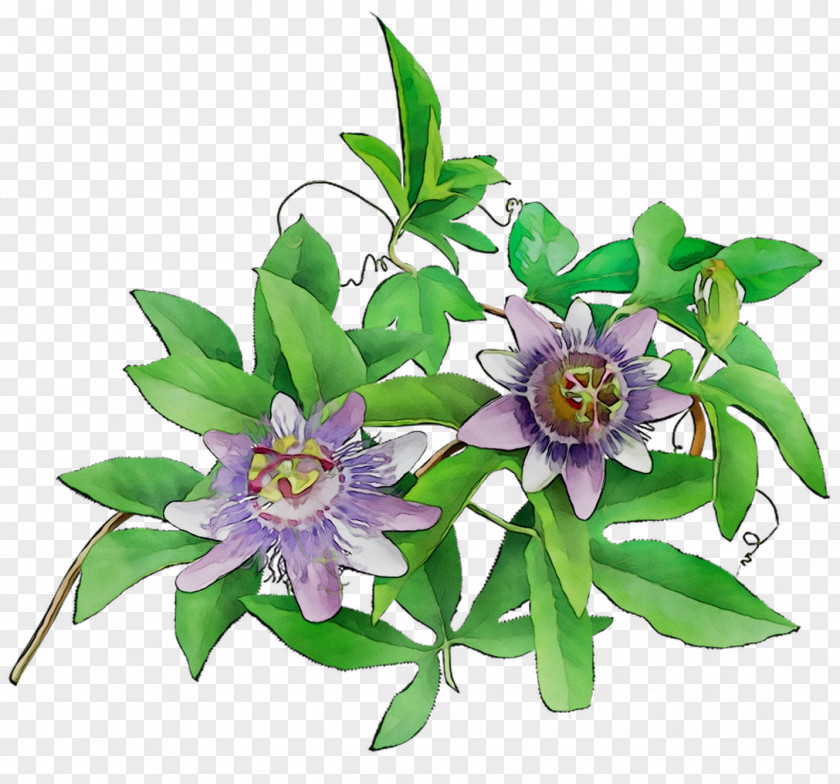 Passion Flower Floral Design Cut Flowers PNG