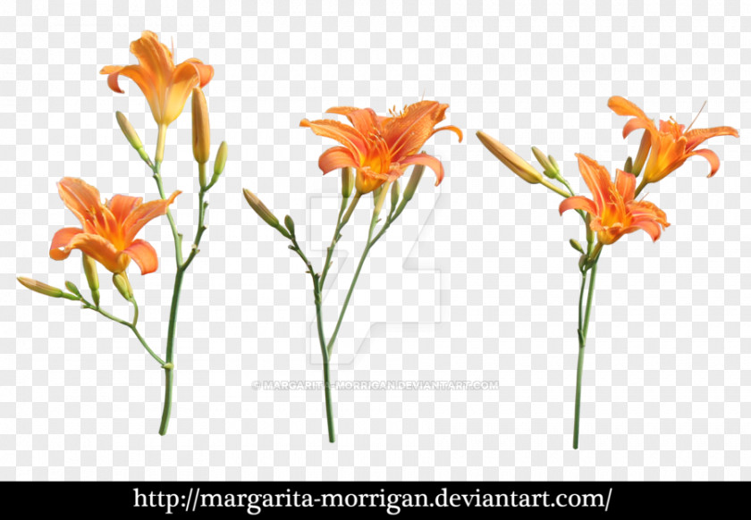 Plants Margarita Orange Lily Flower Branch Of Apple Blossoms PNG