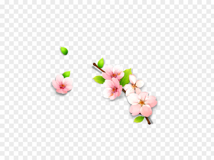 Plum Flower Petal Pink Wallpaper PNG