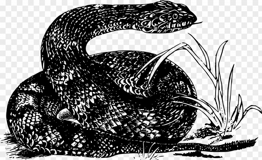 Snake Rattlesnake Kingsnakes Boa Constrictor Vipers PNG