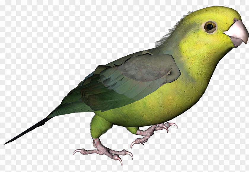 Feather Lovebird Parakeet Beak Pet PNG