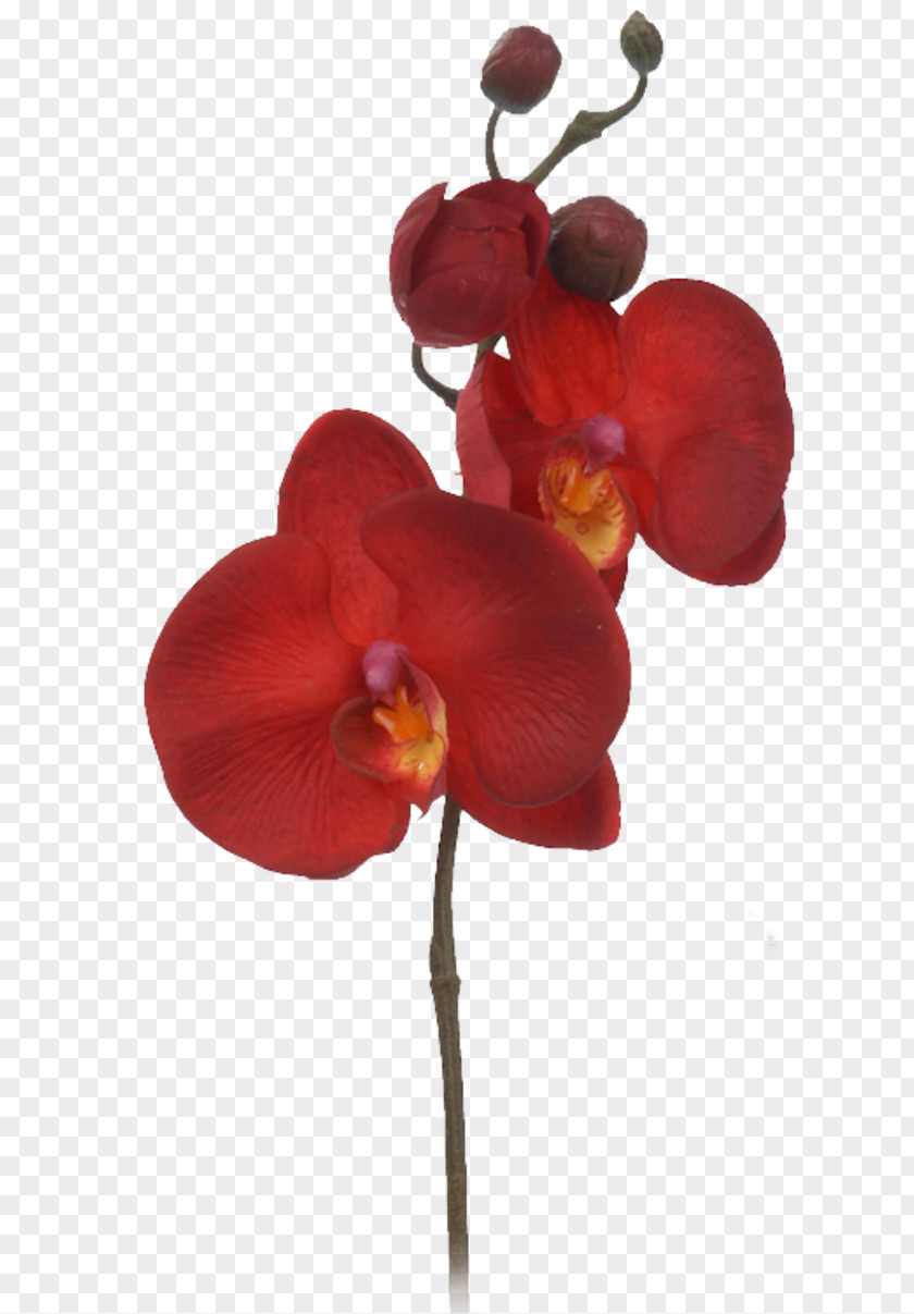 Flower Cut Flowers Petal PNG
