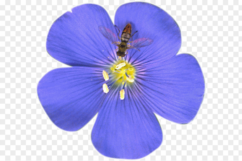 Flower Petal Blue Flax Tea Room Clip Art PNG