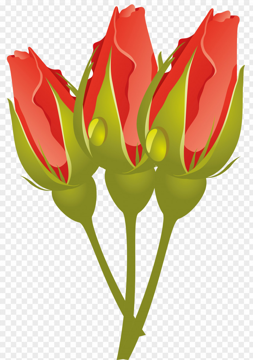 Garden Roses Flower Blue Rose Tulip PNG