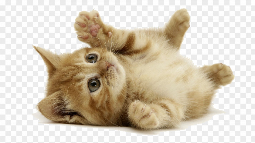 Kitten Desktop Wallpaper Siberian Cat Dog Wallpapers PNG