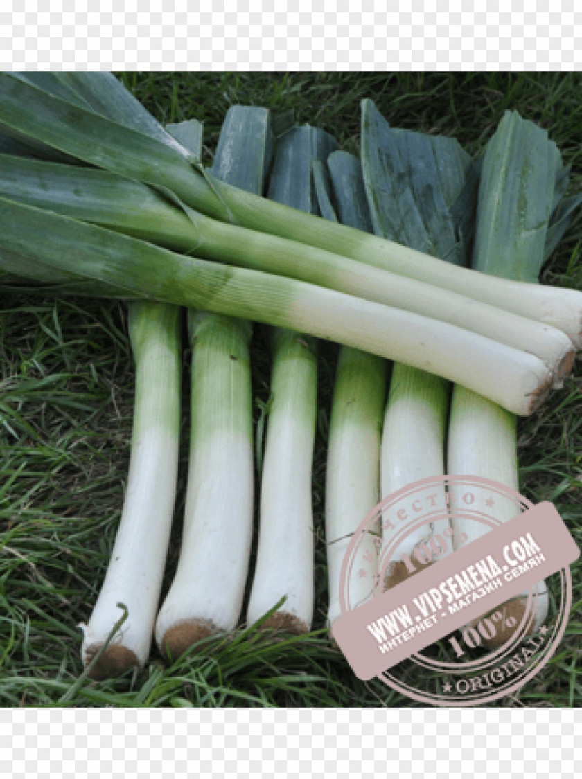 Onion Ukraine Leek Seed Price PNG