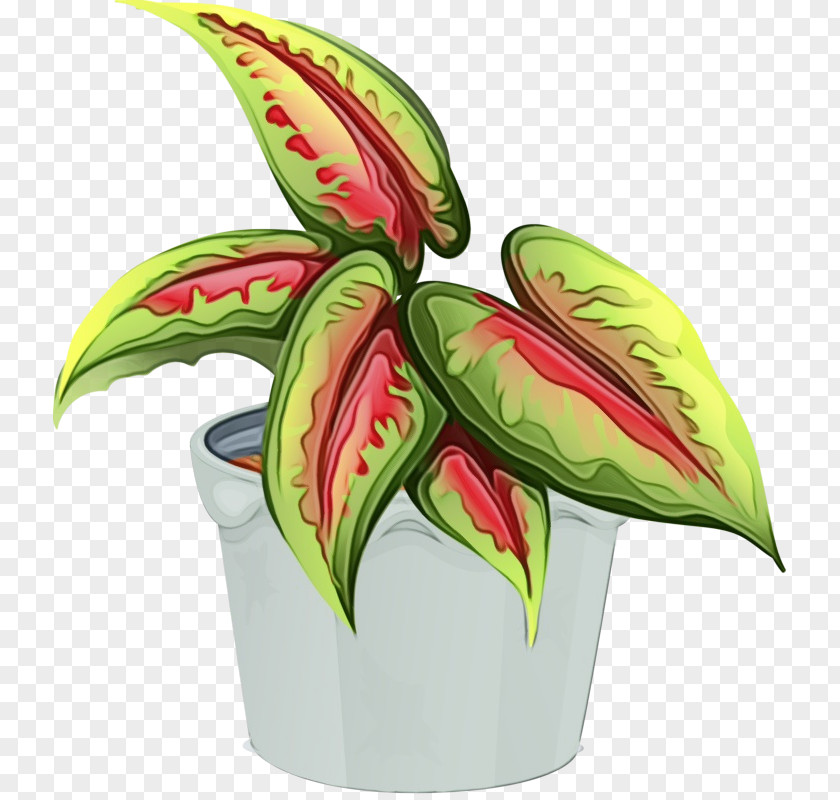 Perennial Plant Carnivorous Watercolor Flower Background PNG