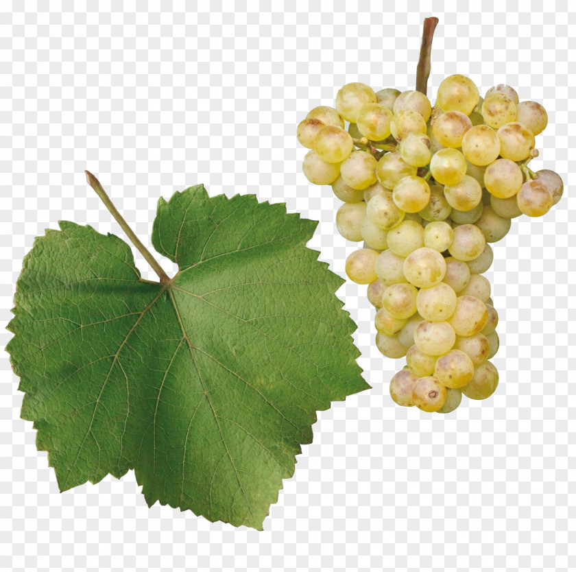 Wine Sultana Chardonnay Gouais Blanc Chenin Gewürztraminer PNG