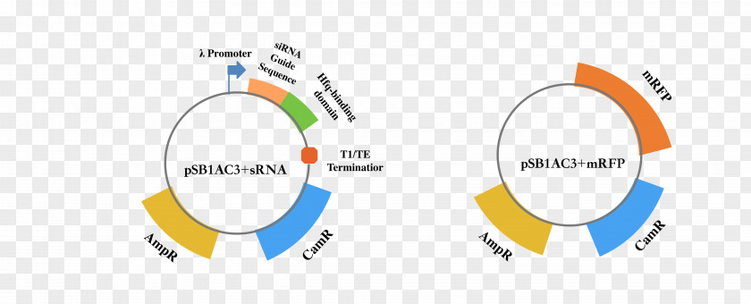 Chinese Team Brand Logo Technology Line PNG