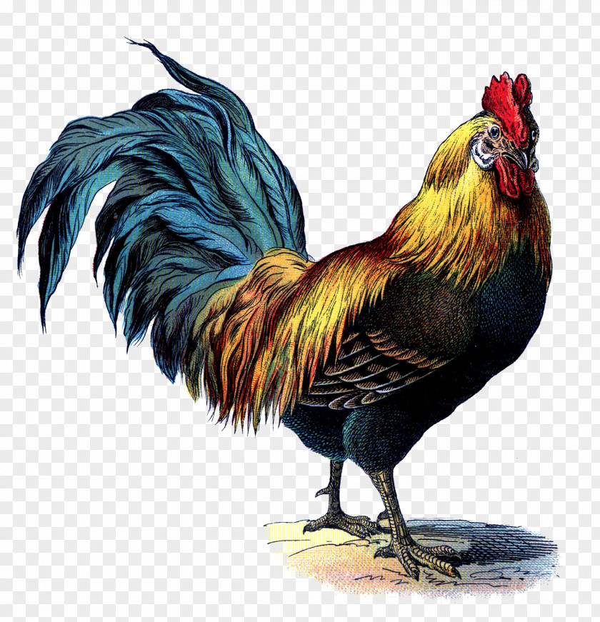Cock Rhode Island Red Leghorn Chicken Brahma Cornish Rooster PNG