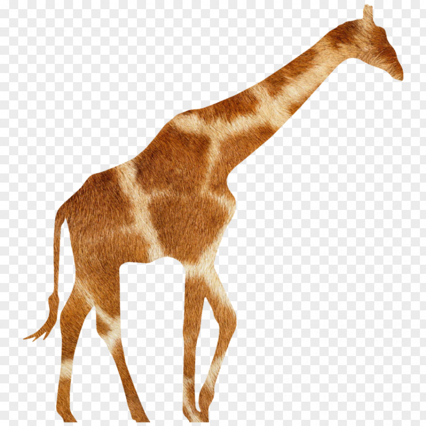 Giraffe Antelope Animal Wildlife Fauna PNG