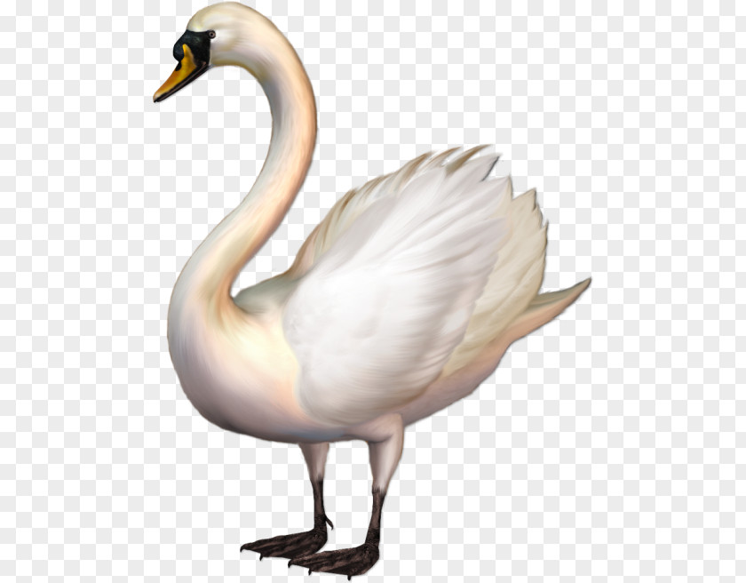 Goose Cygnini Clip Art PNG