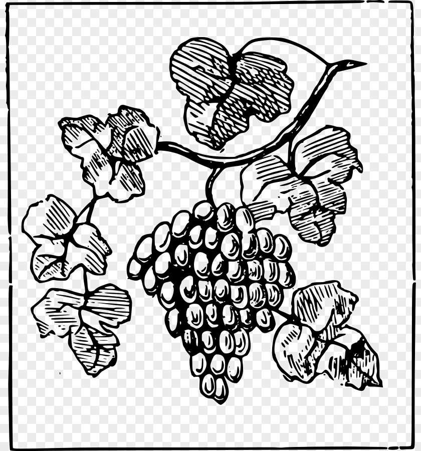 Grapes Images Common Grape Vine Clip Art PNG