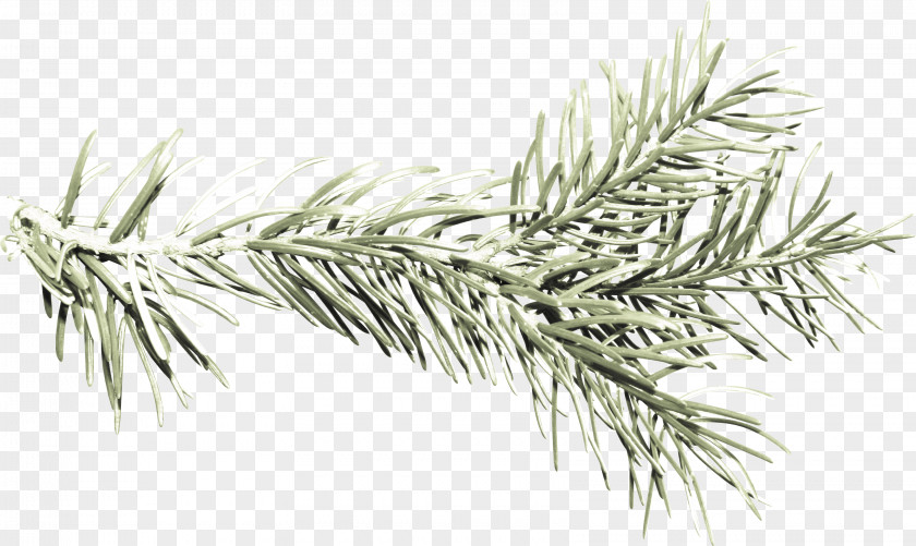 Pine Fir Spruce White Black PNG