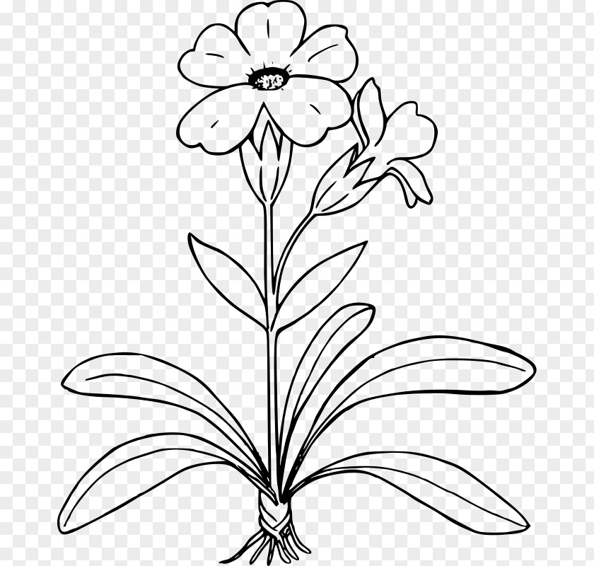 Plant Drawing Primrose Clip Art PNG