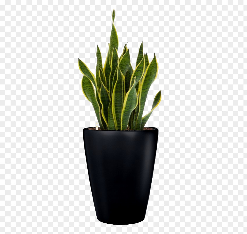 Plant Fabra Observatory Leaf Flowerpot Houseplant PNG