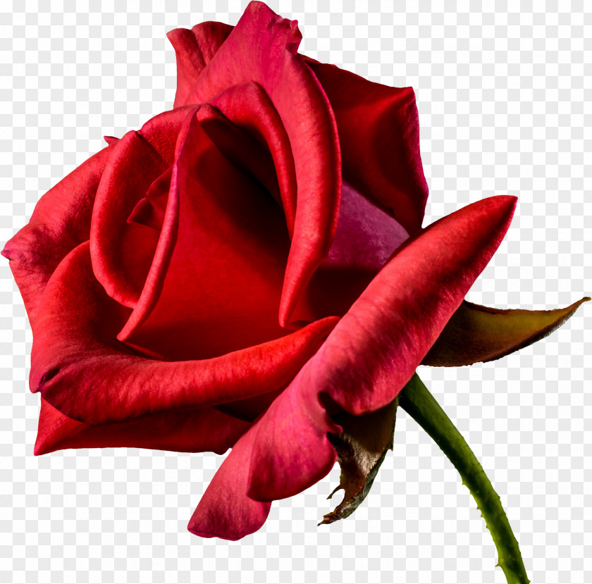 Red Roses Flower Rose Desktop Wallpaper Clip Art PNG