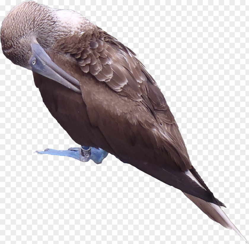 Album Title Blue-footed Booby Texture Mapping Galápagos Islands 3D Computer Graphics Red-footed PNG